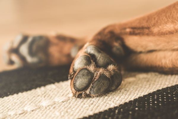 hand,animal,wood,dog,leg,pet