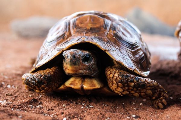 natură,animale sălbatice,broasca testoasa,broască țestoasă,târâtoare,animal