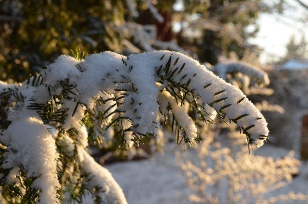 träd,natur,skog,gren,snö,kall