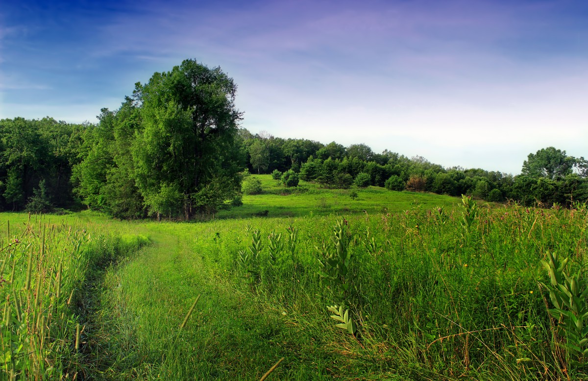 landschap, boom, natuur, Bos, pad, gras, moeras, hemel, wandelen, spoor, veld-, gazon, weide, prairie, heuvel, zomer, groen, weide, landbouw, vlakte, planten, bomen, creativecommons, wolken, grasland, vegetatie, looppad, wetland, Lycoming County, Pennsylvania, endlessmountains, vederwolk, moeras, merrilllinnconservancy, glacierpoolspreserve, plateau, bos-, leefgebied, ecosysteem, landelijk gebied, rijstveld, natuurlijke omgeving, geografisch kenmerk, gras familie, bosrijke installatie