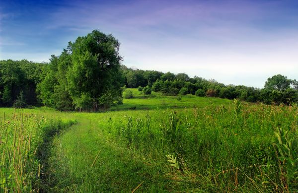 paesaggio, albero, natura, foresta, sentiero, erba