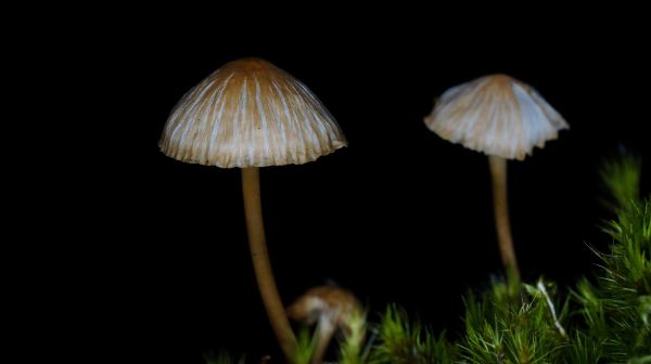 natur,blad,blomst,Foto,makro,champignon