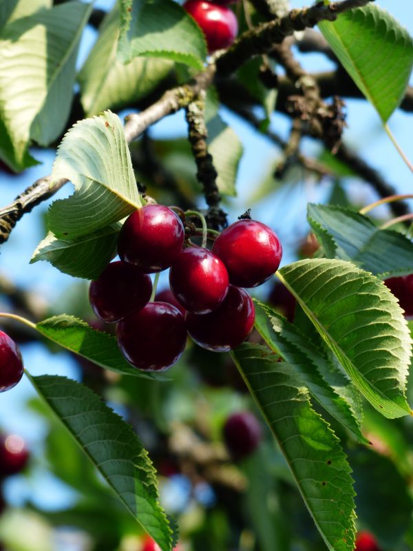 Baum, Ast, blühen, Pflanze, Frucht, Beere