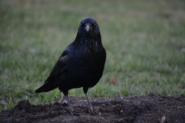 oiseau,animal,faune,le bec,faune,corbeau