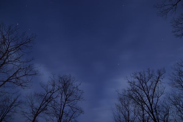 moln,himmel,träd,gren,snö,vinter-