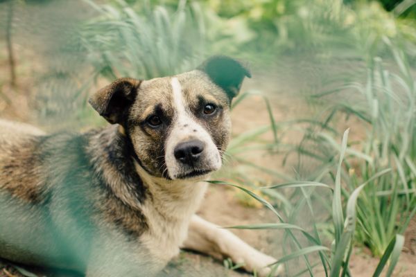 köpek yavrusu,köpek,hayvan,Evcil Hayvan,doğa,çimen