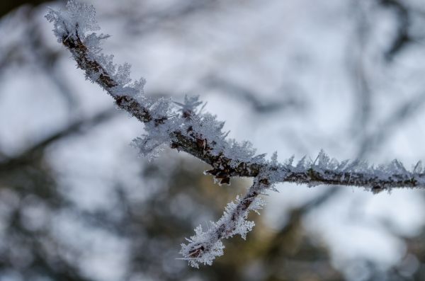 árvore, natureza, ramo, neve, frio, inverno