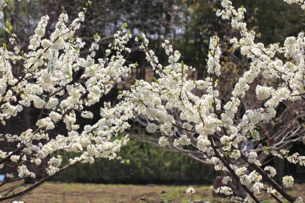 afdeling, blomst, plante, frugt, blomst, træ