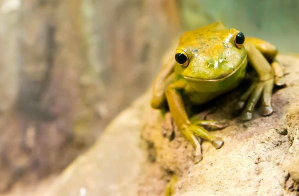 dzikiej przyrody,żaba,płaz,fauna,Natura,żaba nadrzewna