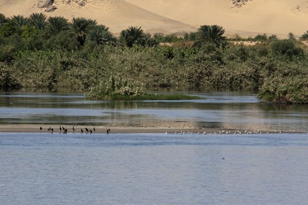 landschap,boom,water,natuur,wildernis,moeras