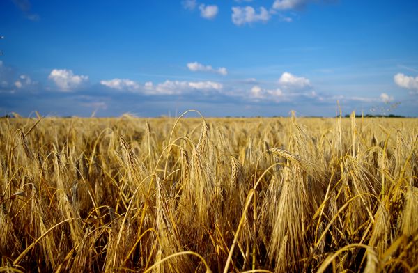 landscape,nature,grass,plant,sky,sunshine