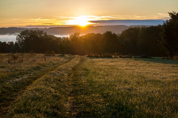 пейзаж,дерево,природа,трава,горизонт,облако