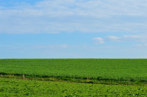 Landschaft, Natur, Gras, Horizont, Sumpf, Pflanze