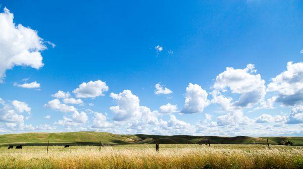 paysage,la nature,herbe,horizon,clôture,nuage