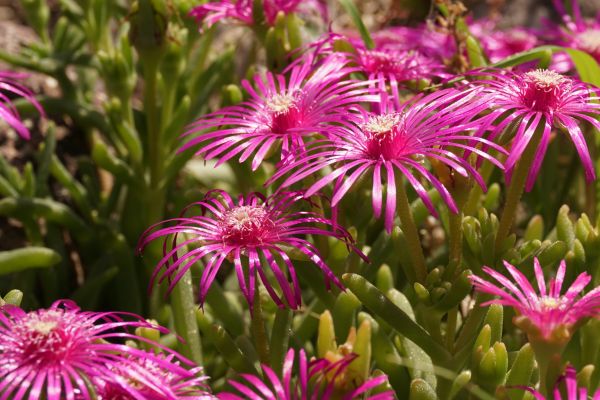 natuur, bloesem, fabriek, bloem, bloemblad, bloeien