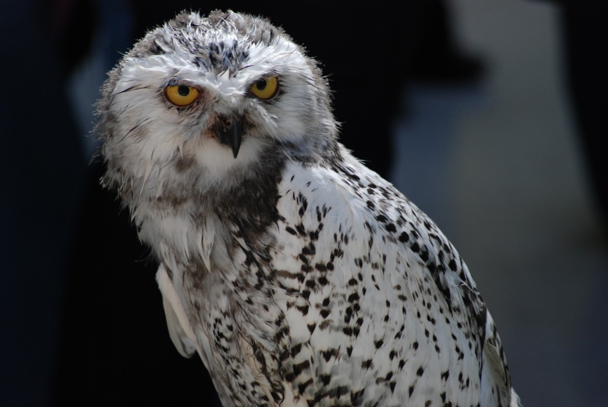 fågel, vinge, näbb, Hök, Uggla, fjäder, fauna, rovfågel, snöig uggla, öga, ryggradsdjur, falk, hökfåglar