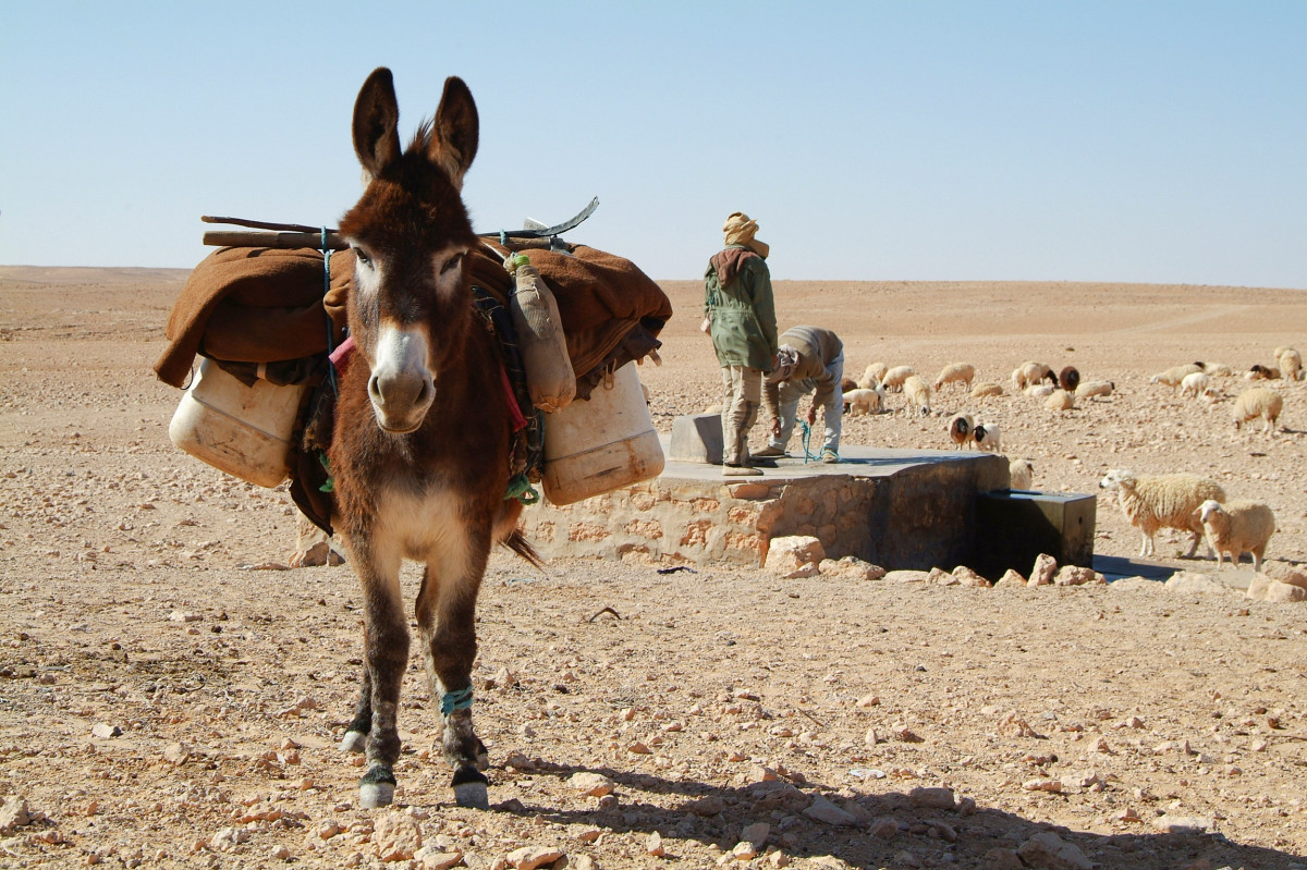 phong cảnh, Sa mạc, bầy đàn, Động vật có vú, Con lừa, Mare, Sahara, Tunezja, Thảo nguyên, Đóng gói động vật, Những người chăn cừu, môi trường tự nhiên, Ngựa như động vật có vú, Mustang ngựa