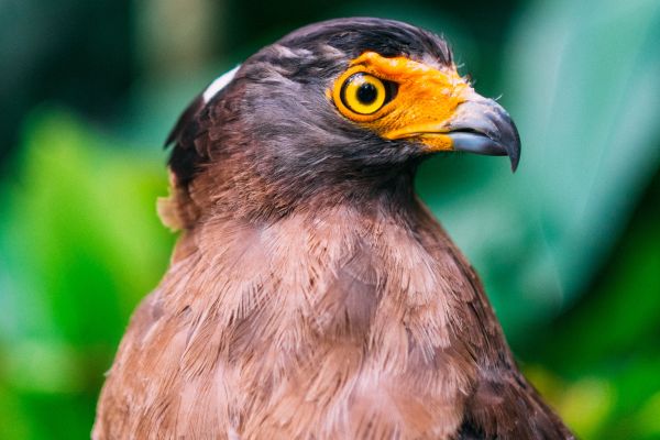 Vogel,Tier,Tierwelt,Schnabel,Adler,Falke