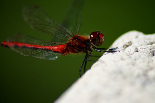 naturaleza, ala, fotografía, flor, animal, mosca