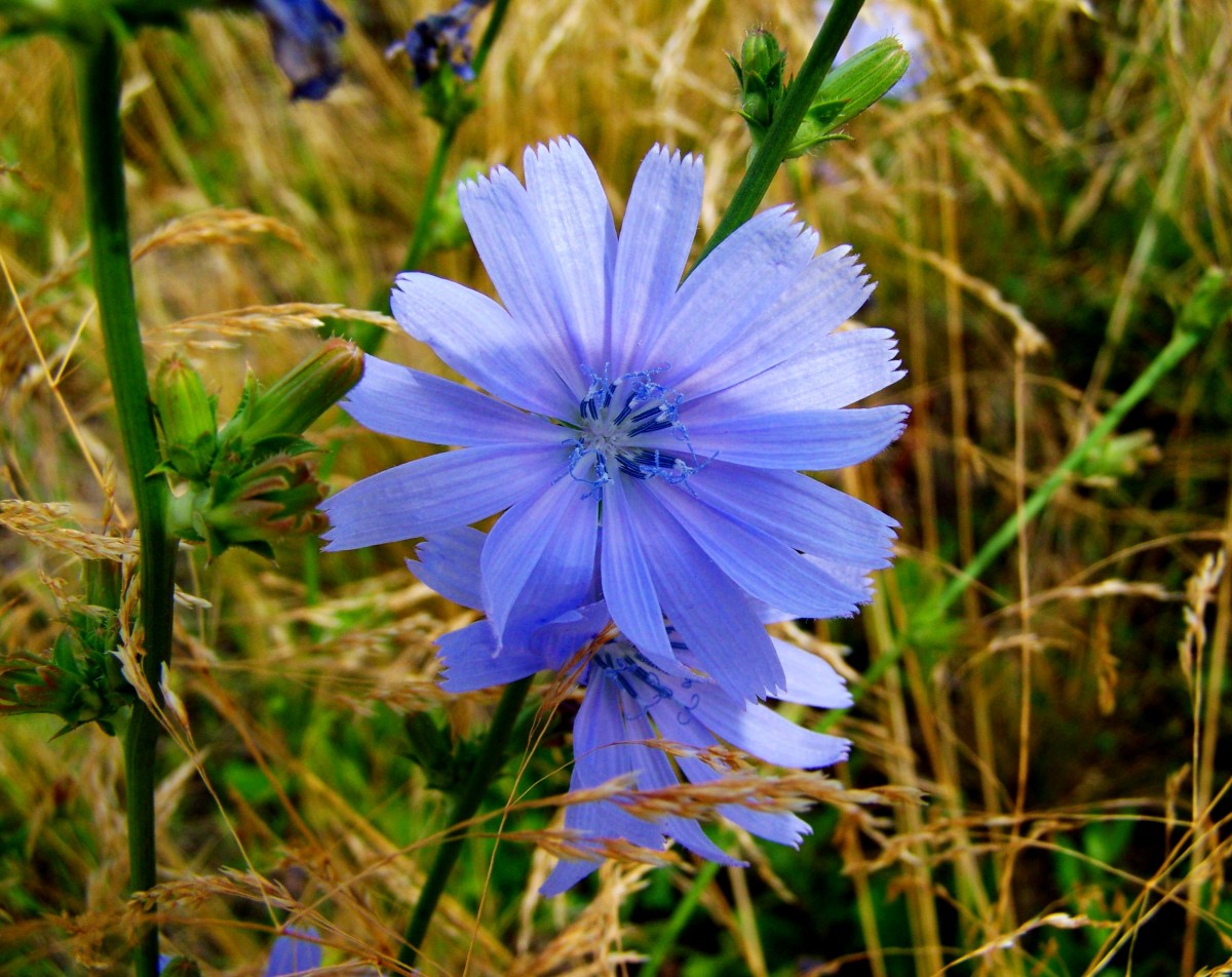 príroda, tráva, rastlina, lúka, lúka, prérie, kvetina, jedlo, bylina, vyrobiť, zeleninový, botanika, flóra, wildflower, čakanka, lúčne kvety, makro fotografie, kvitnúca rastlina, kat NGK r, tráva rodina, rastlina krajiny, listová zelenina