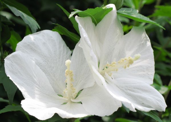 flor,planta,blanco,flor,pétalo,alto