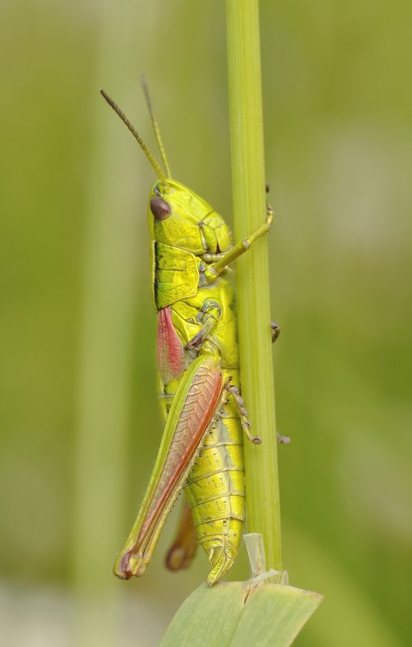 insetto,macro,giallo,fauna,invertebrato,avvicinamento