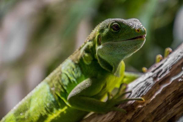 natureza, animais selvagens, verde, réptil, Iguana, fauna