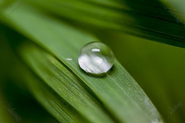 вода,природа,изпускайте,растение,трева,роса