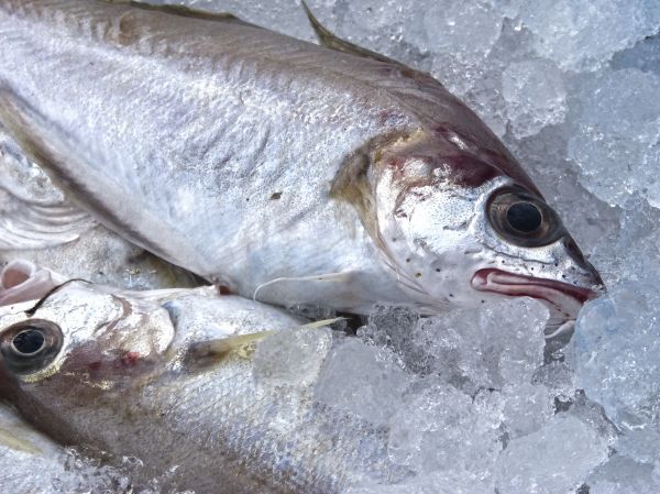 aliments, poisson, sardine, basse, vertébré, Chasse-lait