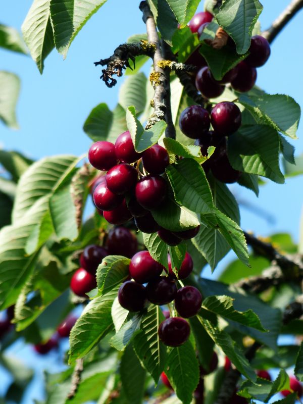 Baum, Ast, Pflanze, Frucht, süß, Blume