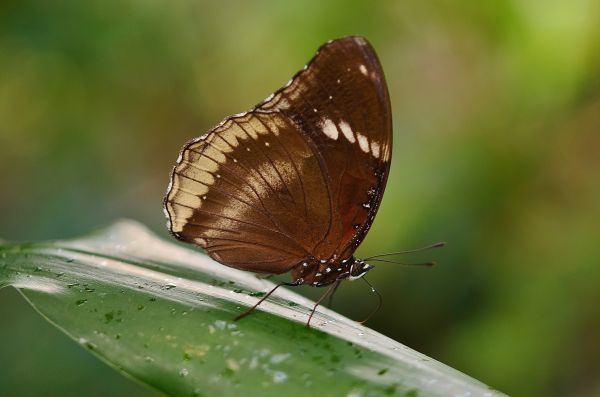 natureza, asa, fotografia, folha, flor, animal