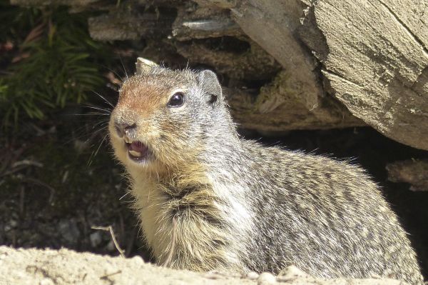 自然, 動物, 可愛い, 探している, 野生動物, 野生