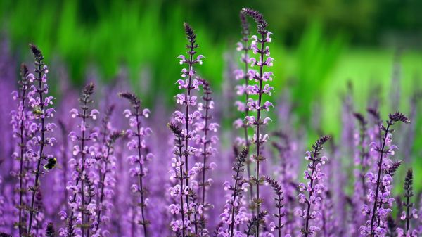 natur,plante,græs,blomst,eng,blomst