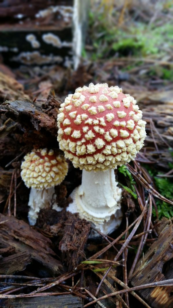 la nature, forêt, l'automne, sol, botanique, champignon