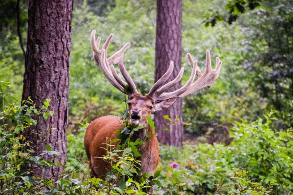 wood,animal,wildlife,deer,fauna,antler