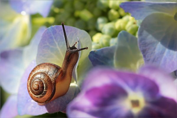 fotografering,blomst,dyr,insekt,lilla,hage