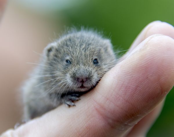 mouse,mammal,hamster,rodent,fauna,close up