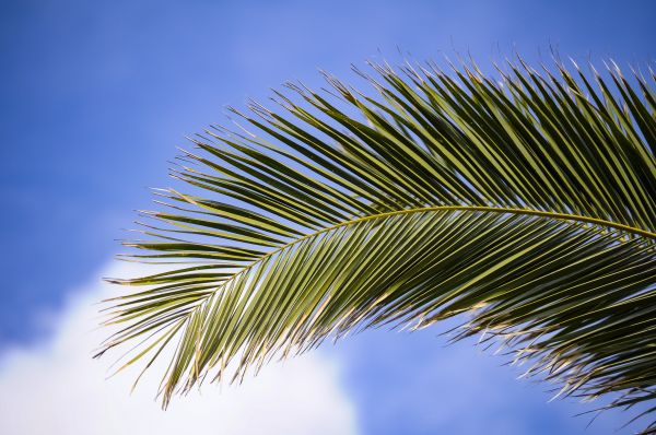 árvore,natureza,grama,ramo,plantar,céu