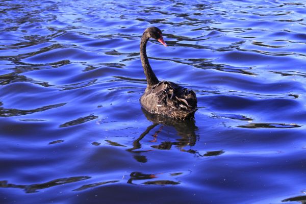 uccello,acqua,lago,da solo,isolato,buio