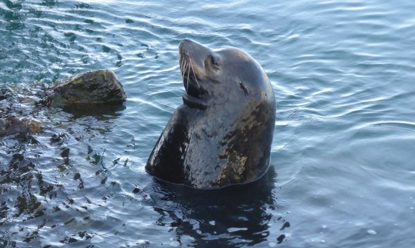 Meer,Natur,Biologie,Säugetier,Fauna,Seelöwe