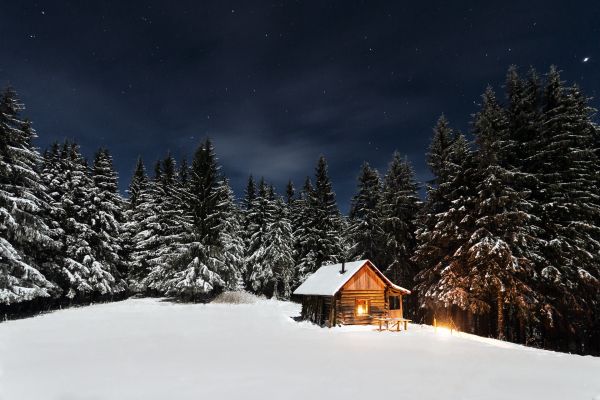 albero,foresta,montagna,la neve,legna,inverno