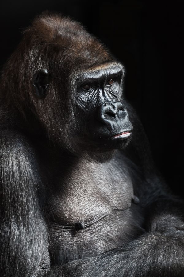 動物, 野生動物, 野生, ポートレート, アフリカ, 黒と白