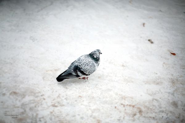 雪,冬,鳥,翼,白,嘴