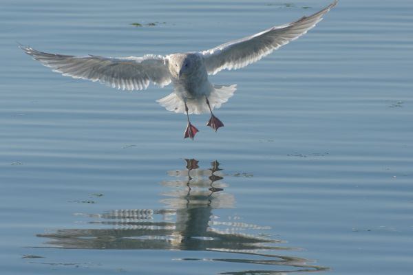 Meer,Wasser,Natur,Ozean,Vogel,Flügel