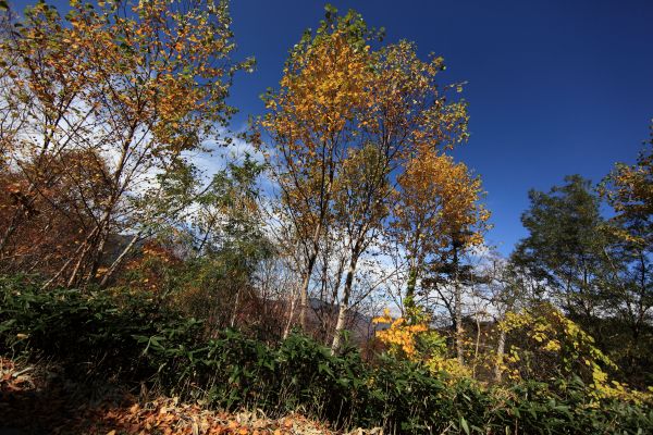 Landschaft, Baum, Natur, Wald, Gras, Wildnis