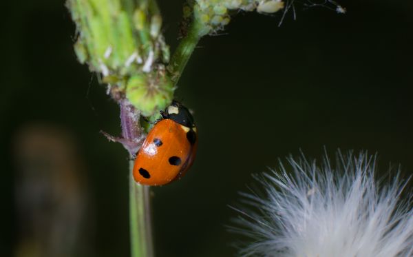 natuur,fotografie,bloem,foto,insect,macro