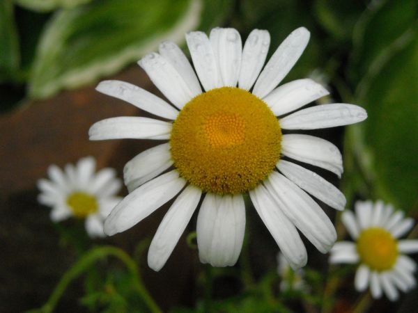 natur, gräs, blomma, växt, vit, tillväxt