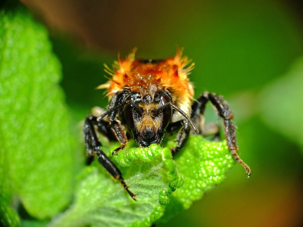 natur, fotografi, blomma, insekt, makro, fauna