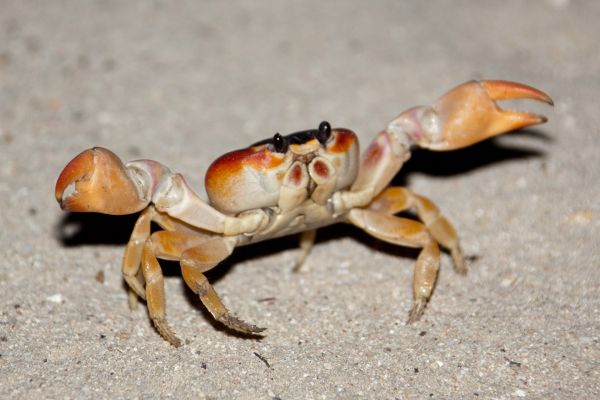 strand, natuur, zand, dier, eten, insect