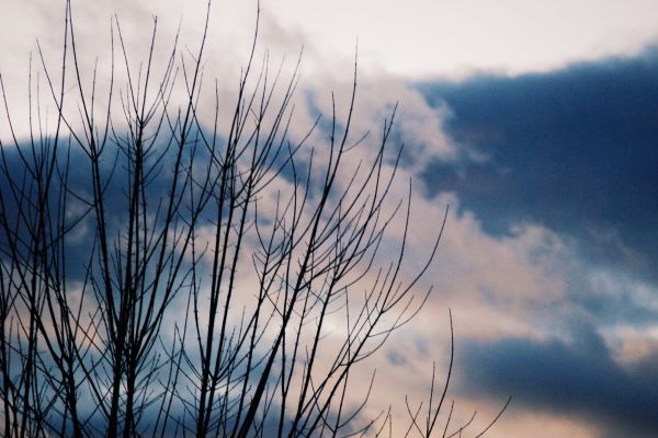 boom,tak,winter,natuur,gras,horizon